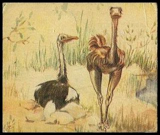 R6 15 Ostrich.jpg